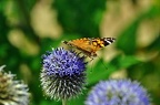 grugapark viii 22 (2304 Besuche) grugapark viii 22