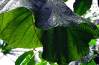grugapark viii 42 (2394 Besuche) grugapark viii 42