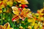 grugapark viii 62 (2444 Besuche) grugapark viii 62