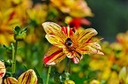 grugapark viii 63 (2306 Besuche) grugapark viii 63