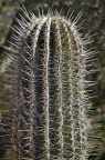 009 - botanicactus (2483 Besuche) 009 - botanicactus