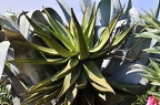 013 - botanicactus