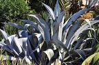 017 - botanicactus
