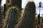 029 - botanicactus (2666 посета) 029 - botanicactus