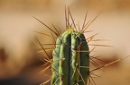 033 - botanicactus