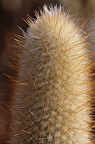 066 - botanicactus (2299 Besuche) 066 - botanicactus