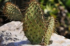 069 - botanicactus (被訪問過 2007 次) 069 - botanicactus