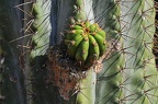 089 - botanicactus (2134 Besuche) 089 - botanicactus
