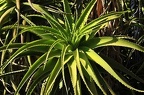 101 - botanicactus (2366 Besuche) 101 - botanicactus