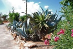 146 - botanicactus (2874 Besuche) 146 - botanicactus
