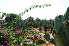 147 - botanicactus
