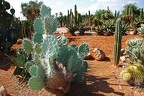 168 - botanicactus