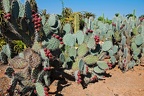 180 - botanicactus