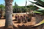 190 - botanicactus