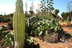 192 - botanicactus