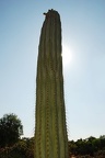 199 - botanicactus (2319 návštev) 199 - botanicactus
