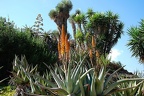 198 - botanicactus
