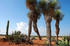 207 - botanicactus