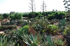 208 - botanicactus