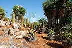 213 - botanicactus