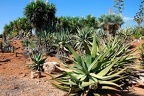 218 - botanicactus