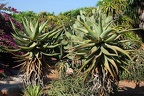 233 - botanicactus (2452 visits) 233 - botanicactus