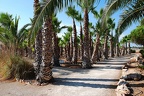 239 - botanicactus (2452 Besuche) 239 - botanicactus