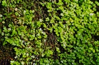39-grugapark xiii (2383 visites) 39-grugapark xiii