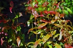 bot garden ix 035