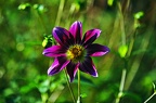bot garden ix 037