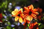 bot garden ix 041