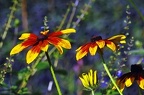 bot garden ix 044