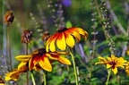 bot garden ix 045