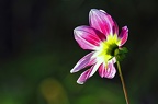 bot garden ix 047