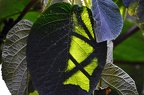 bot garden ix 058