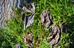 bot garden ix 061 (2423 visits) bot garden ix 061