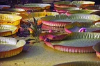 bot garden ix 077