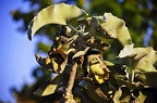 bot garden ix 081