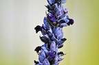 bot garden ix 100 (2821 посета) bot garden ix 100