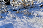 bot garden xii 024