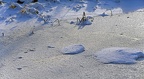bot garden xii 073