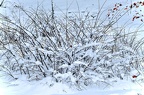 25-grugapark xv (2750 Besuche) 25-grugapark xv