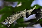 17-grugapark xvi (2787 Besuche) 17-grugapark xvi