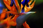 bot garden xiii 10