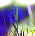 garden iii 07
