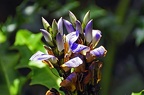 06-parque las aguilas - plants