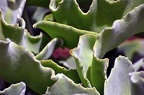 29-parque las aguilas - plants (2727 Besuche) 29-parque las aguilas - plants