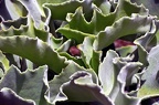 27-parque las aguilas - plants