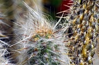 32-parque las aguilas - plants (2862 Besuche) 32-parque las aguilas - plants
