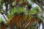 007-plants tenerife (2463 Besuche) 007-plants tenerife
